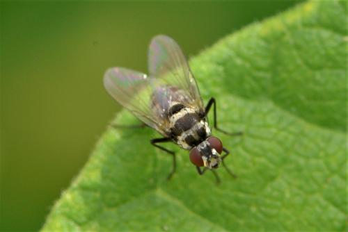 Réf. 264 341 : Limnophora obsignata